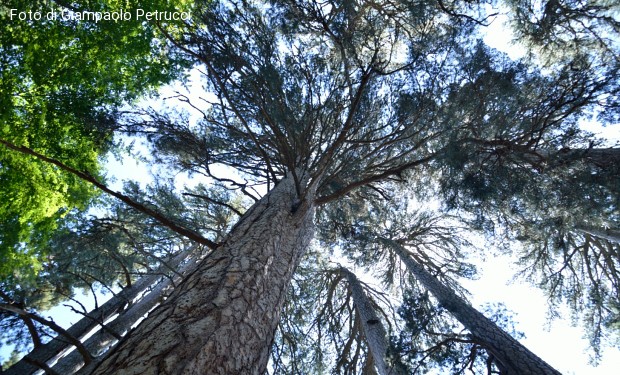 Ascoltando il grido dei poveri e della Terra. L'“ecologia integrale” di papa Francesco