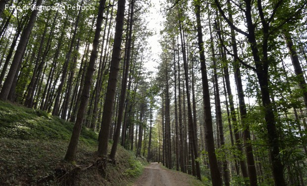 Per una corretta interpretazione della Genesi. La teologia della creazione nell'enciclica “Laudato si'”