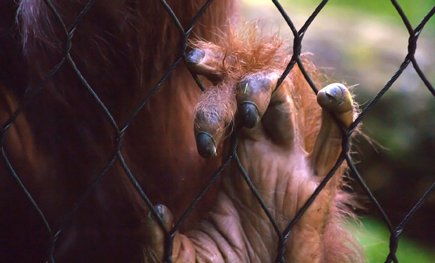 Siamo i nazisti delle altre specie