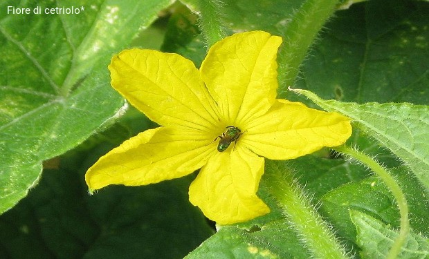 Frutti, fiori, aromi nell’orto dell’integrazione