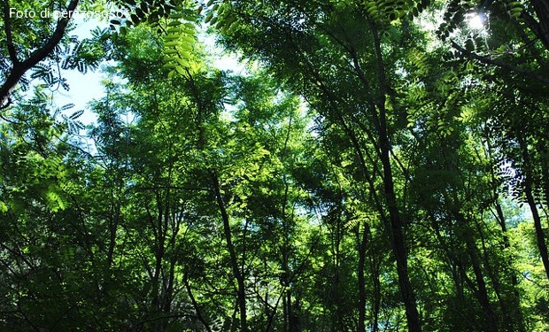 Dagli alberi la vita. Per mettere radici, un convegno in quel di Vicenza