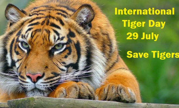 Il 29 luglio è la Giornata Mondiale della Tigre