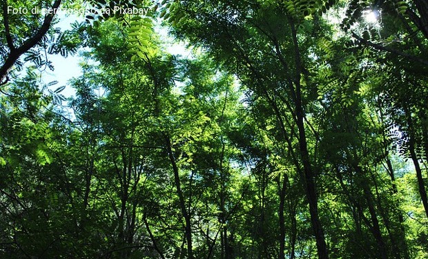 Un albero piantato per ogni italiano. Iniziativa per combattere la crisi climatica