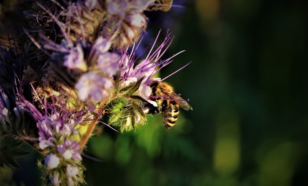 Parole importanti, azioni conseguenti: il WWF in vista della Cop15 sulla Biodiversità