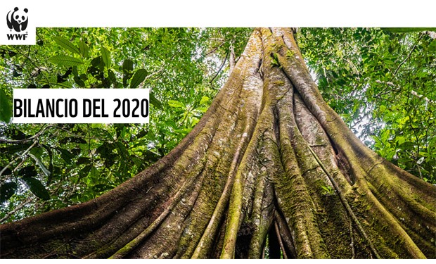 Ecosistemi al collasso e salute globale a rischio: il bilancio 2020 del WWF
