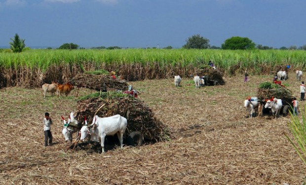 Sciopero generale in India contro le leggi che strozzano agricoltura e agricoltori