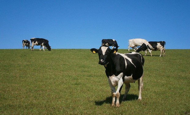 Iniziato il boicottaggio della carne brasiliana, causa di deforestazione. Grandi distributori europei la ritirano dagli scaffali