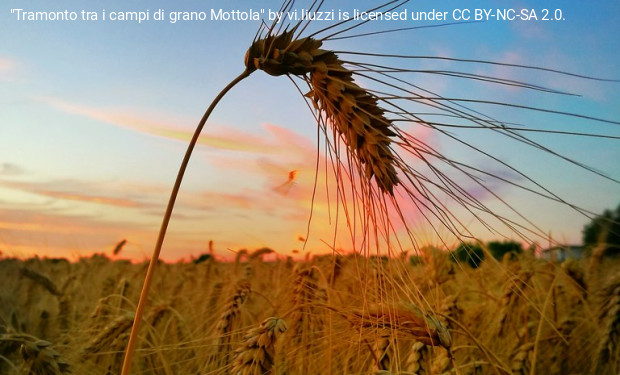 La Cei: investire in grano, non in armi