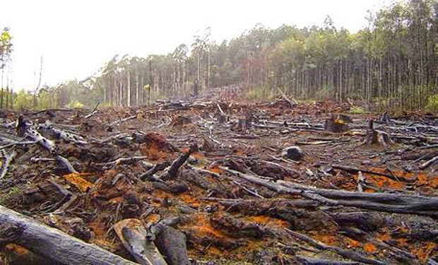 Allarme del WWF per la legge europea sulla deforestazione: inefficace perché debole