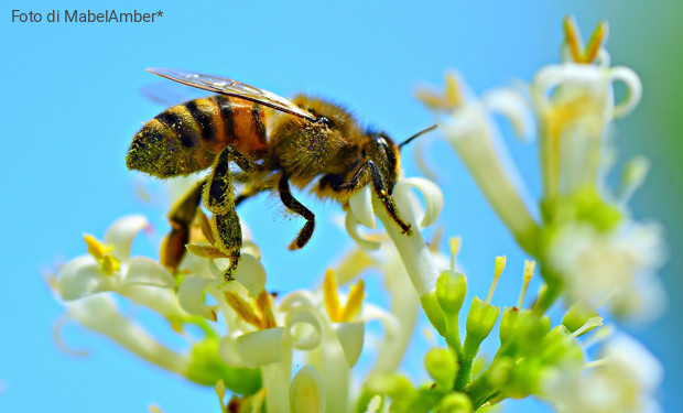 Nature Restoration Law: lobby e destre in guerra con la natura?