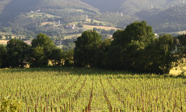 Lettera di 23 associazioni al ministro Lollobrigida: “il futuro del sistema agro-alimentare non è interesse esclusivo degli agricoltori ma di tutti i cittadini”