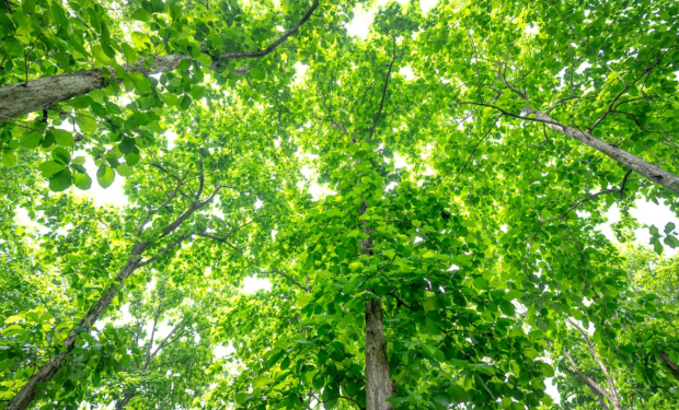 La conversione ecologica messicana