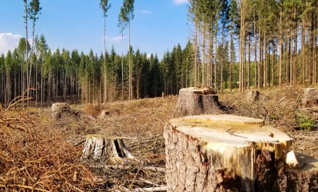La Commissione europea indebolisce la legge sulla deforestazione. Con il favore dell’Italia