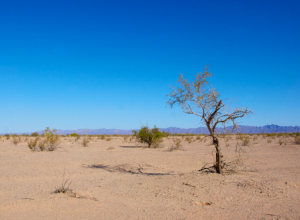 La minaccia per la natura viene dai combustibili fossili. Uno storico riconoscimento in vista della Cop30