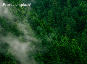 Normativa ambientale europea sotto attacco: il caso del regolamento sulle foreste