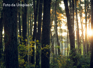 Clima al bivio: la coscienza ci salverà. La speranza di Leonardo Boff 