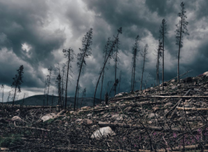 Il 2025 in Europa: da green a black in 8 mosse. Il bilancio del WWF