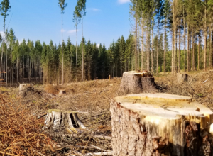 La Commissione europea indebolisce la legge sulla deforestazione. Con il favore dell’Italia