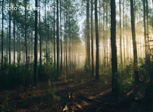 La Commissione europea indebolisce la legge sulla deforestazione. Con il favore dell’Italia